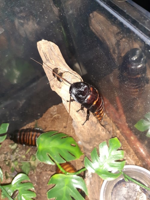 Hisser Photo Dump