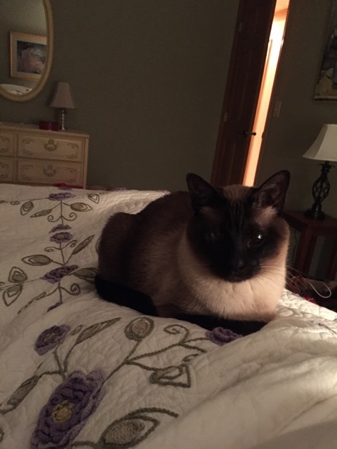 inonibird:  The return of Mickey and Leo! (Dad & stepmom’s Siamese cats)…they REALLY enjoy sleeping on me/my bed.Also, bonus cat from elsewhere:The cat is NOT out of the bag, I repeat, NOT out of the bag. :P