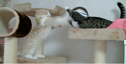 funnywildlife:  I wanna fight 