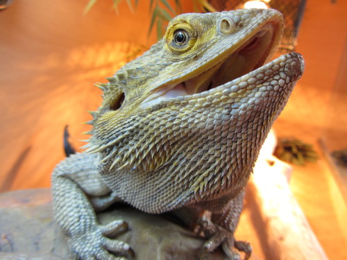 My Bearded Dragon, Gomez - all-reptiles