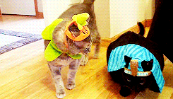 kittycatdaily:  Happy Halloween! 