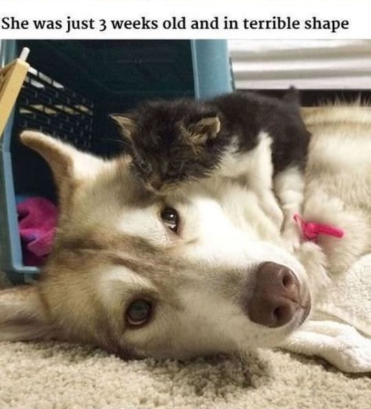 catchymemes:  