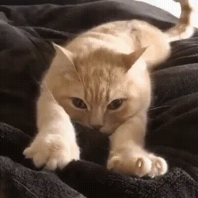 I'm Madly In Love With A CAT???????