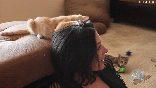 little-fire:  Stoya loves kittens 