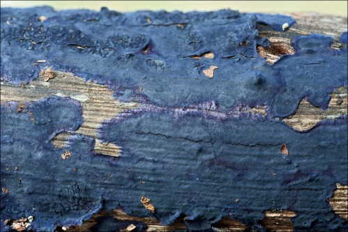 wapiti3:   Terana caerulea (or Terana coerulea), commonly known as the cobalt crust fungus or v