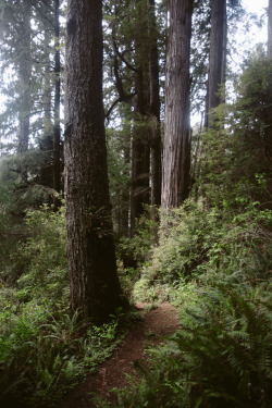 jonahreenders:  the cool thing about trees