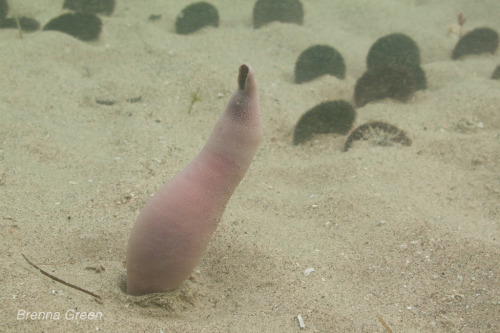 onenicebugperday: Fat innkeeper worm, Urechis caupo, Urechidae, Polycheata, AnnelidaThe fat inn