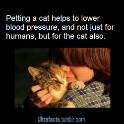 pizzaismylifepizzaisking:  ultrafacts:     Source+more infoFollow Ultrafacts for more facts     *CAT PETTING INTENSIFIES*  