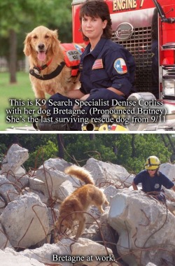 fuckyeah-nerdery: thefiveandahalfminutehallway:  ronpaulproblems:  I’m not crying you’re crying   Always remember the 9/11 Search and Rescue dogs.  So many of them became depressed and distraught because they were trained to find live bodies, and