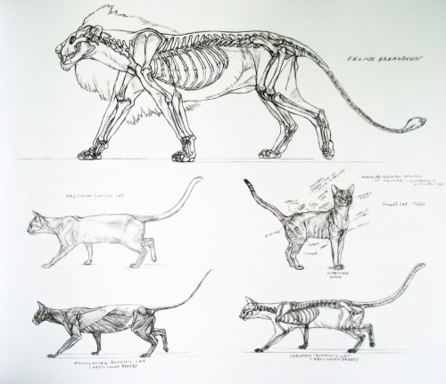 amorpha-system:  anatomicalart:  fucktonofanatomyreferences:  A wicked fuck-ton of feline anatomy references.  1 2 3 4 5 6 7 8 9 10  Really really useful for anyone who wants to draw cats!