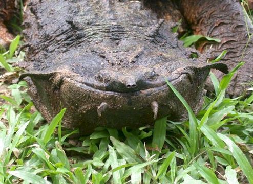 On the radar: Matamata Turtles