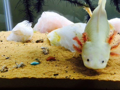 theblondeaquarist: Never ever keep your axolotls on gravel! My little rescue is still consistently v