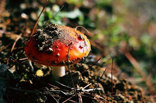 conserva-tus-colores: Amanita muscaria on Flickr.