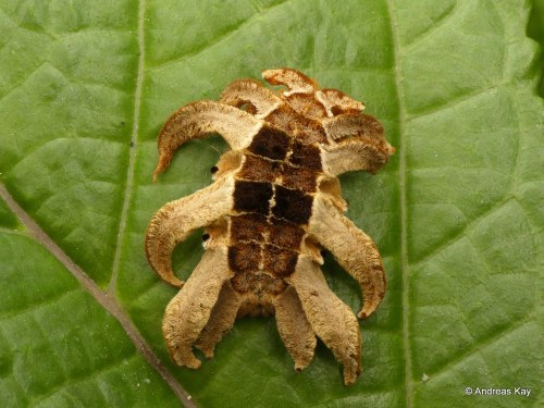 onenicebugperday:Monkey Slug Caterpillar and Adult Moth, Phobetron hipparchia, EcuadorPhotos by Andr