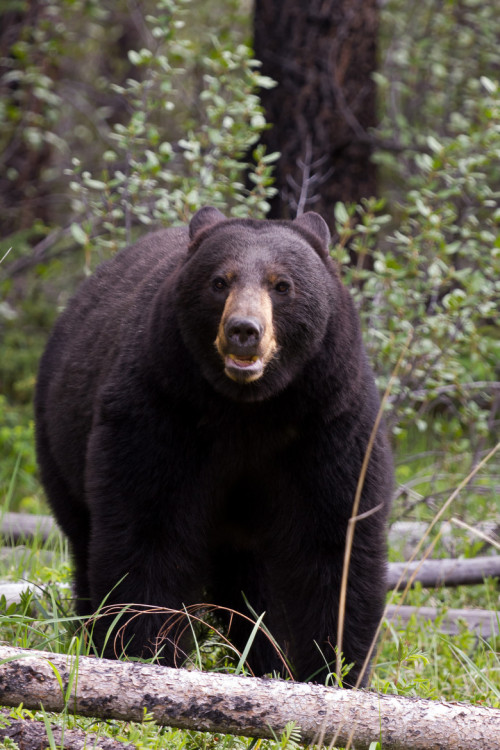 Bendhur llbwwb: Black Bear by Chris Greenwood