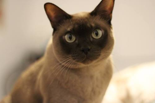 This is Yoko. She’s good people. (Submitted by nighthawk-postcards)