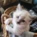 spookberry:Look at the twins&rsquo; blue eyes!!!!!