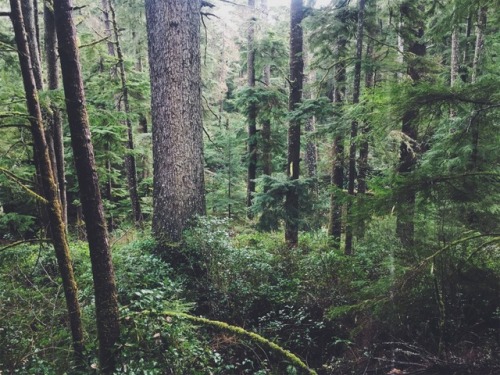 justapplyyourself:Tillamook Head Trail. Seaside, Oregon.