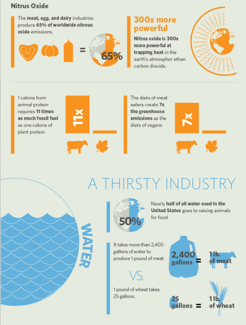 tiedyedsunfl0wer: VEGANISM &amp; THE ENVIRONMENT 