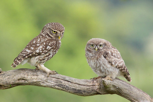 Little Owl (Athene noctua) &gt;&gt;by Paul Miguel