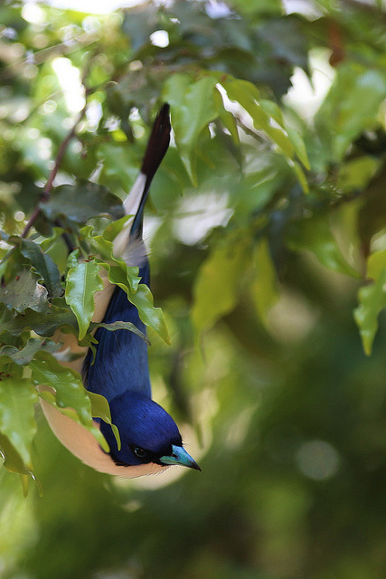 ayustar:  Artamie azurée / Blue Vanga by ZaR1604 on Flickr. 