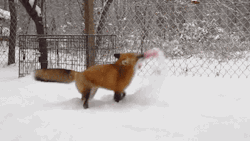 everythingfox:Here’s a fox playing in snow &lt;3!