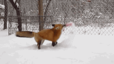 everythingfox:Here’s a fox playing in snow <3!