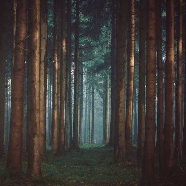 magics-secrets:  forest 