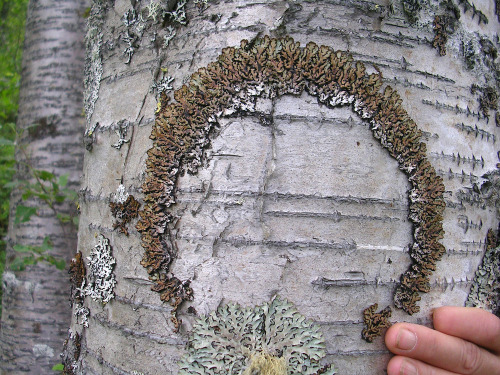 Hypogymnia bitteriPowdered tube lichen, bitter tube lichenI’m not going to pretend I don’t occasiona