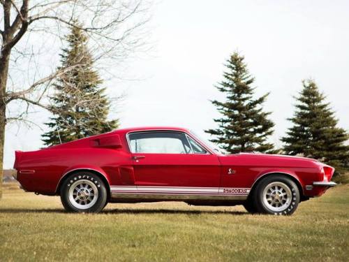 mustanglegendarymachine:1968   Cobra GT500KR  