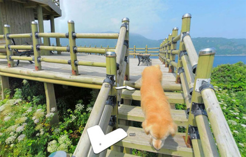 somesomaek:agingerwithaseoul:Dog in a Small Korean Town Follows Street View Photographer, Photobombs