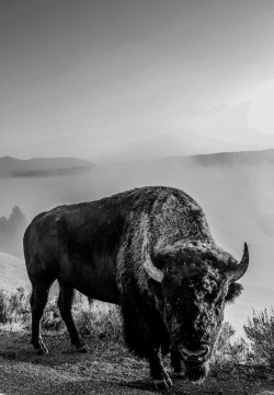 funkysafari:  Bison, Yellowstone National