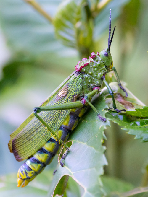 onenicebugperday: Green milkweed locust aka African bush grasshopper, Phymateus viridipes, Pyrgomorp