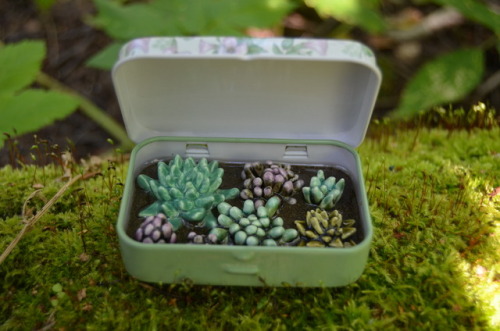 The faience succulents in the tin boxes.