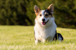 handsomedogs: Ben by Caleb