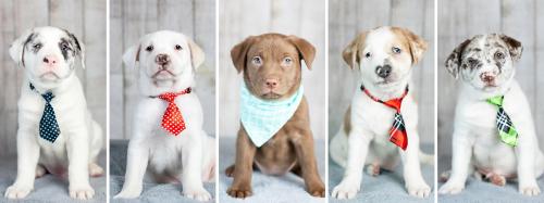 cuteness–overload:My wife took pictures of our current fosters for their adoption page.Submi