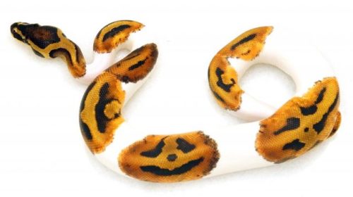 end0skeletal:Pumpkin is a piebald ball python (Python regius) bred byKevin McCurley. The unique jack