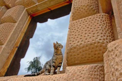 kristo-flowers:Hawk, demon, cat. Detail of Alhambra, Granada