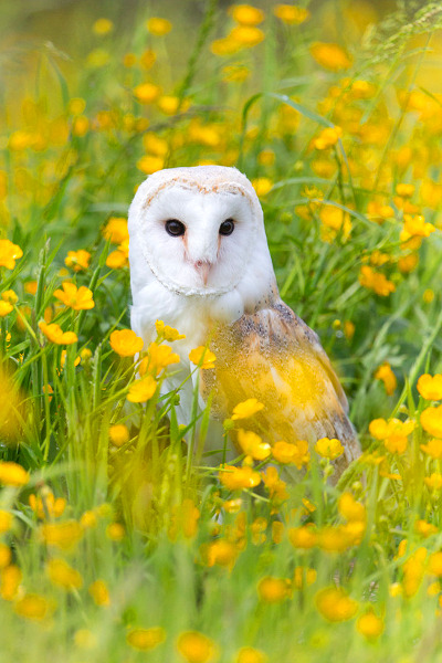 earthdaily:  (via 500px / Barn Owl in Buttercups (c) by Simon Phillpotts) 