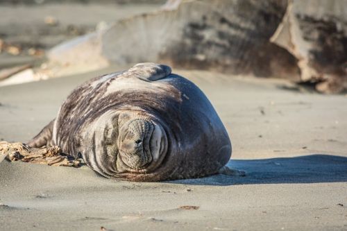 Sunbathing Seal | Point Reyes National Seashore. #yourshotphotographer #natgeowild #pointreyes #poin