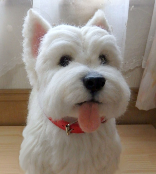 This child is a West Highland White Terrier, named meitan. It was the dog loves it&rsquo;s owner