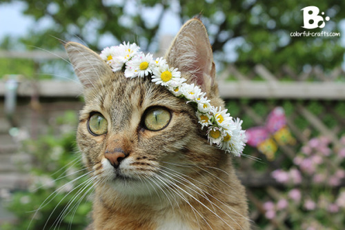 ainawgsd:Cats With Flower Crowns