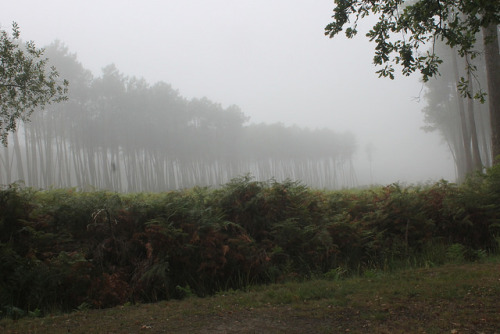 La forêt landaise, un matin d'automne by Les photos de LN on Flickr.