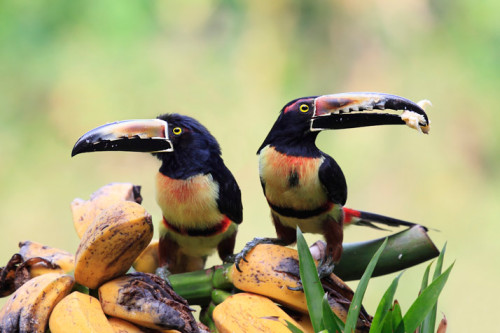 Aracaris and Baby Bananas Two aracaris, a medium-sized toucan, eat some baby bananas in Sarapiqui, C