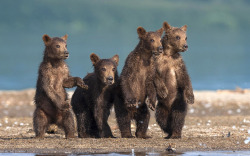 magicalnaturetour:  Four brown bear cubs