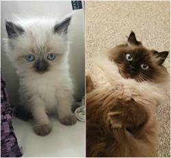 dawwwwfactory:  My parent’s cat, Dexter, from the day we got him to now! He turns four in a couple of weeks and he’s such a great fluff ball. Click here for more adorable animal pics!