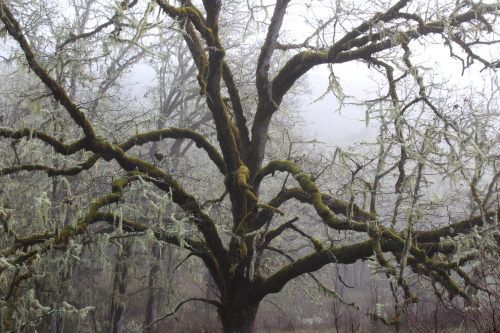 Oak branches on a foggy morn by Richard O'Neill