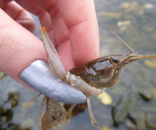 More crayfish pictures. And these are not all pictures of the same crayfish. There are so many more 