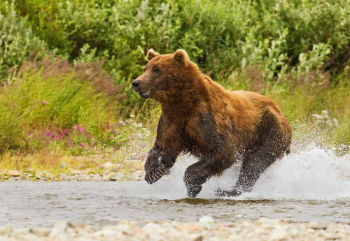 Grizzly on the Move by David Hemmings