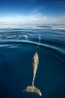 plasmatics-life:  Dolphins | Meditate For Peace (by Beloon)